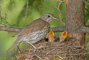 בית גידול של קיכלי בית גידול של קיכלי