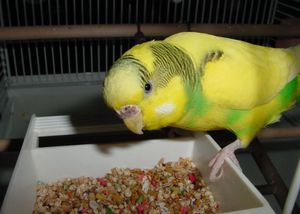 מה להאכיל תוכי בבית