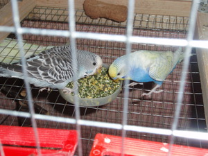 תזונת תוכי מה להאכיל תוכי בבית