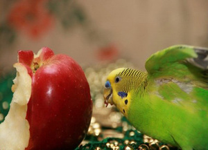 תוספי מזון לתוכים פירות עבור תוכי