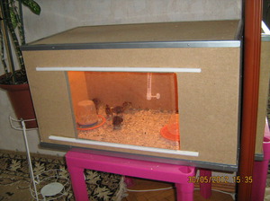 הקמת מכשיר דיגום דגימת תרנגולות