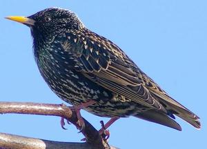 תיאור ציפור הזרזיר ציפור זרזיר