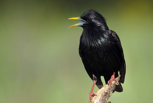 זרזיר שחור סוגי זרזירים