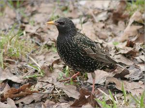 תזונתם של זרזירים