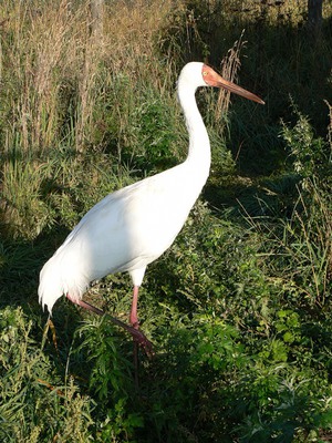 איך נראית ציפור עגור? עגור סיבירי או עגור לבן
