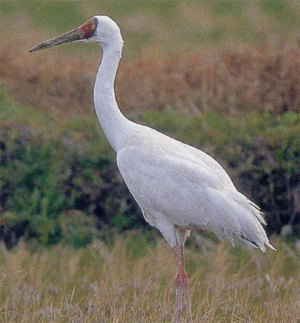 בית הגידול של העגור הלבן בית הגידול של העגור הלבן