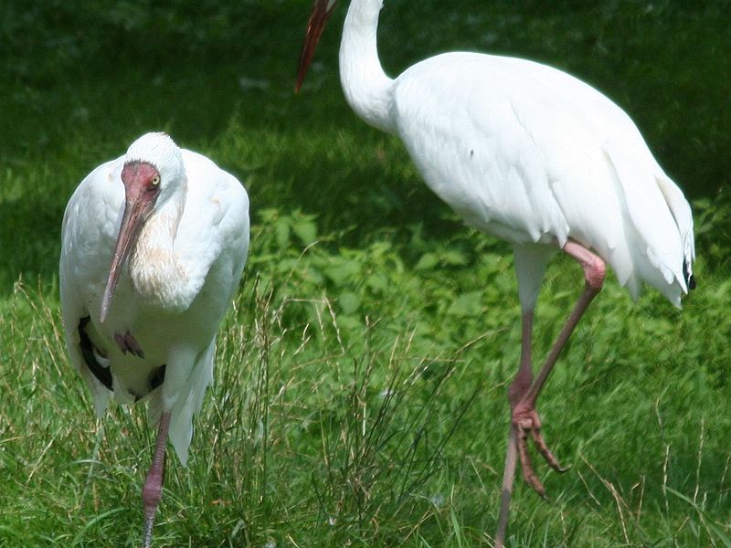 ציפור עגור לבן היכן גר העגורן?