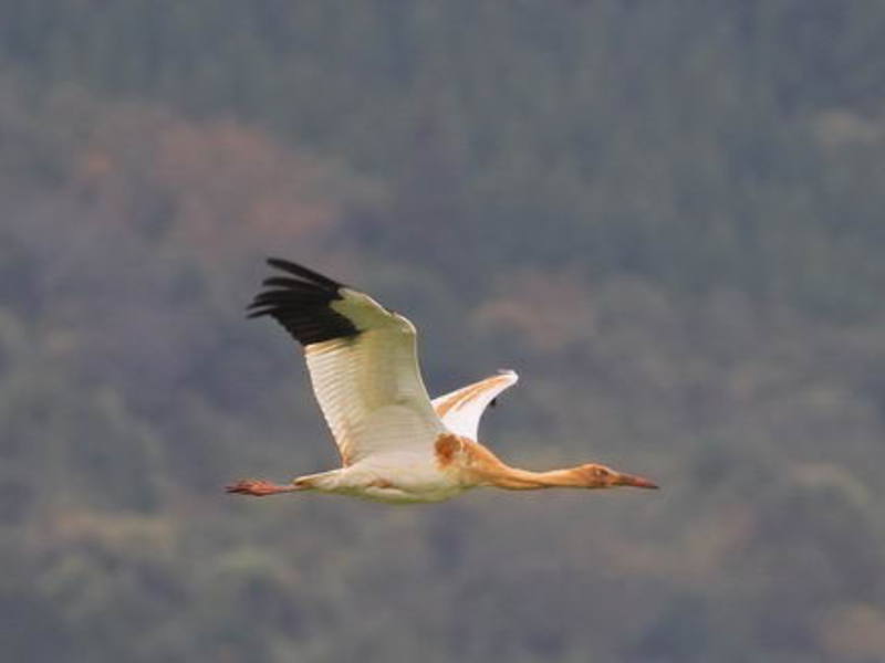עגור סיבירי, או עגור לבן עגור סיבירי או עגור לבן