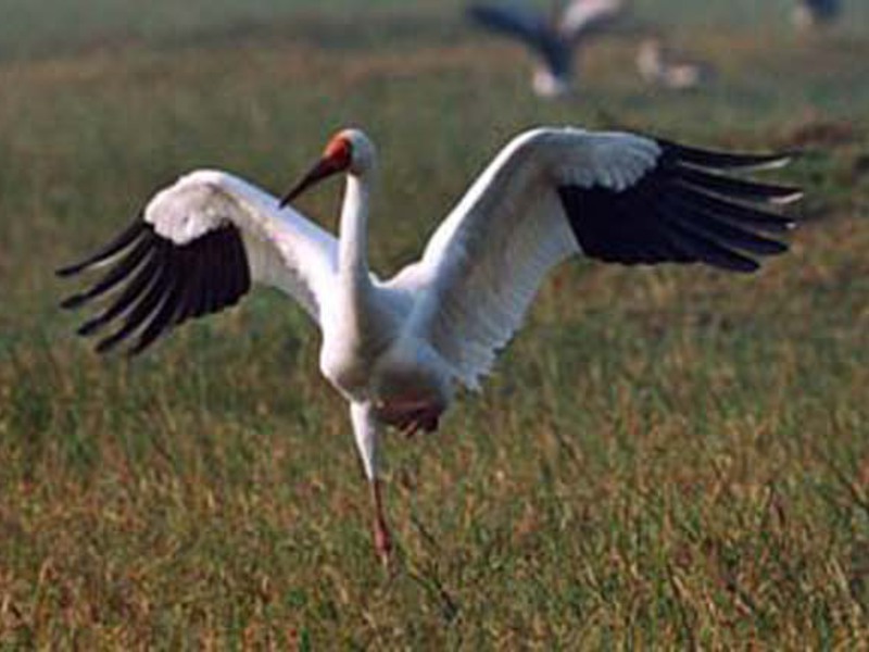 ציפור עגור לבן ציפור העגור היפה