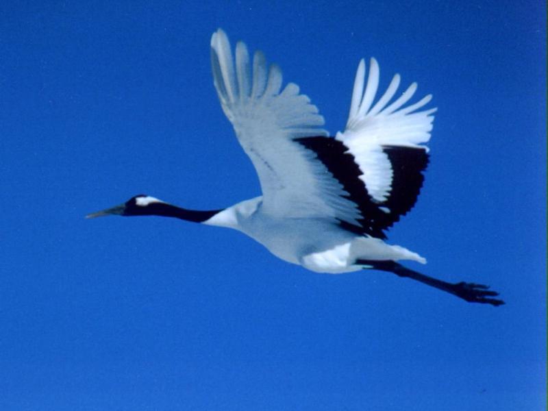 עגור סיבירי, או עגור לבן איך חי עגור לבן?