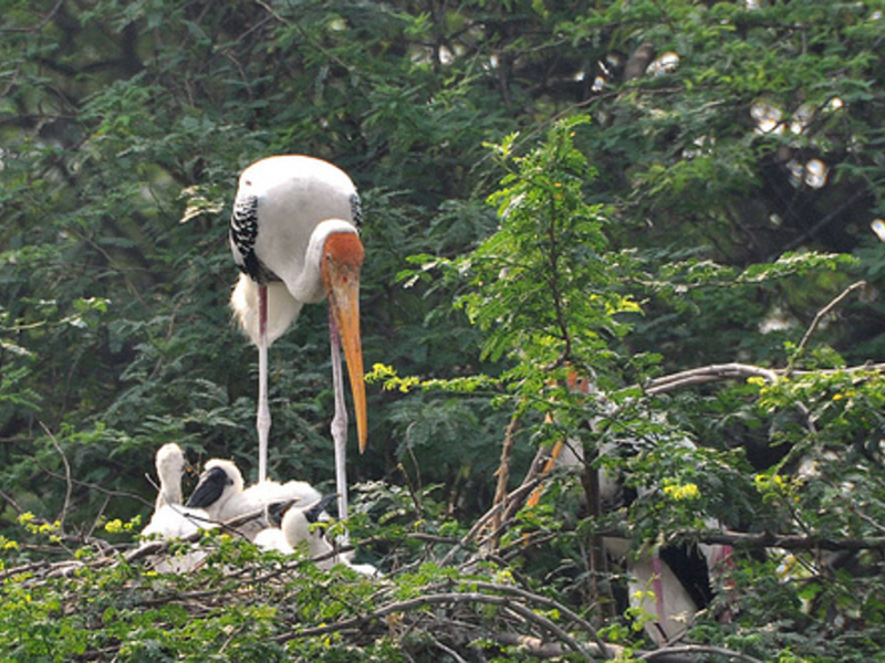 תזונת עגורן מה אוכל עגורן?