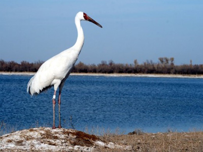 עגור סיבירי, או עגור לבן מראהו של עגורן