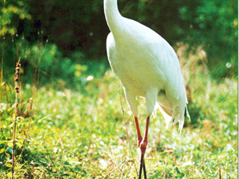 ציפור עגור לבן איך נראה עגור לבן?