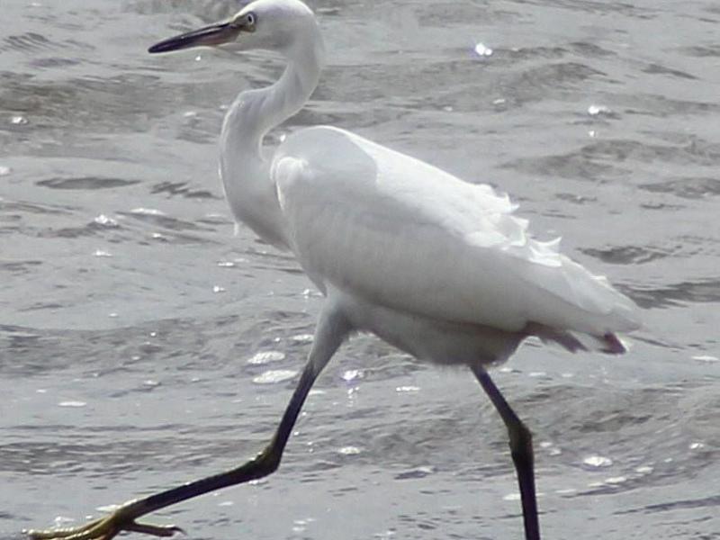 בית גידול של עגורים לבנים משפחה של עגורים סיביריים