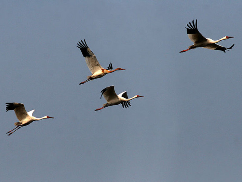 להקת עגורים עגור סיבירי או עגור לבן