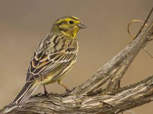 האם אפשר לשמור שיבולת שועל בבית?