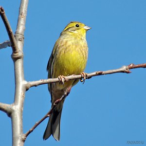 שיבולת שועל וצעירותה