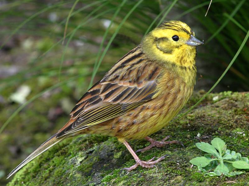 רבייה של שיבולת שועל