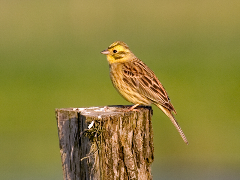 איפה גרה שיבולת השועל?