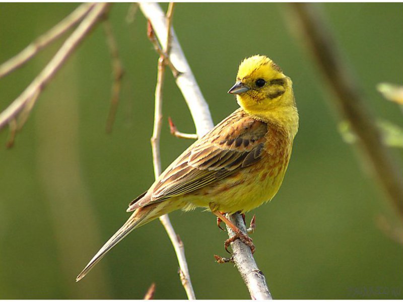 רבייה של הגבתון