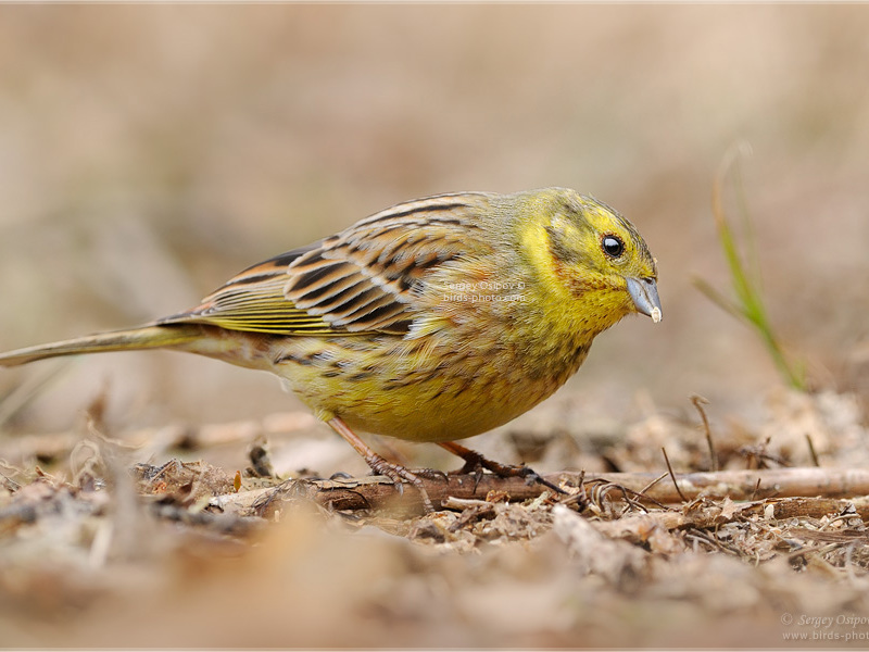 תיאור של הדגלון