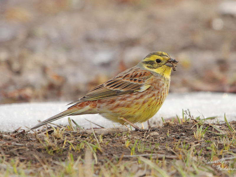 המראה של שיבולת שועל