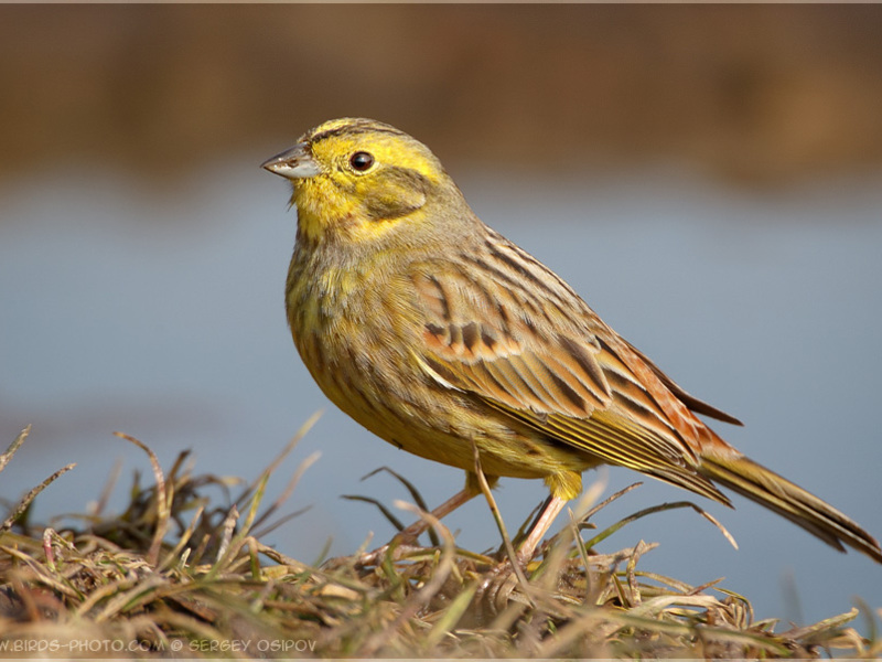 מה אוכלת שיבולת שועל?
