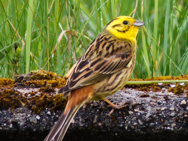 ציפור גבתון יפהפייה