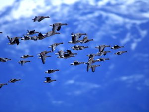 אילו ציפורים נודדות לחורף?