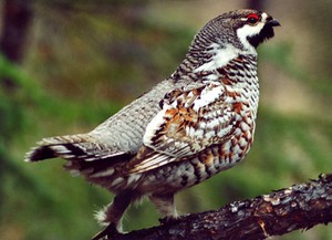 תרנגול לוז: מאפיינים כלליים, היכן שציפור זו חיה, התמונה שלה