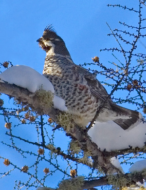 אורח החיים של תרנגול לוז