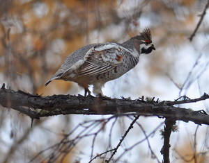 כיצד מתרבה תרנגולת לוז?