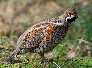 אפרוחי תרנגולות לוז