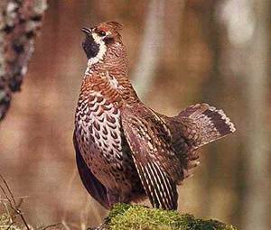 כיצד מתרבה תרנגולת לוז?