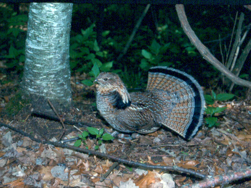 הרגלי תרנגול האגוז