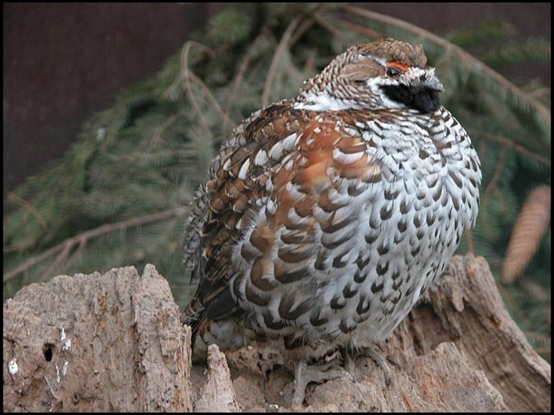 מאפייני עצי הלוז