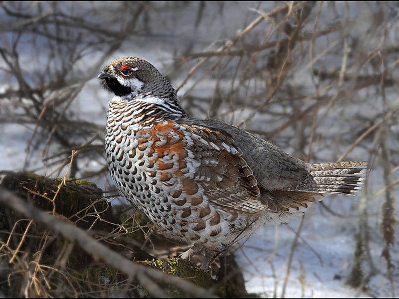 תרנגול לוז - סוג של תרנגול לוז
