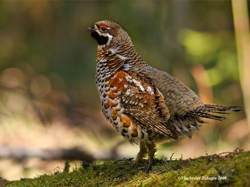 מאפיינים כלליים של תרנגול האגוז