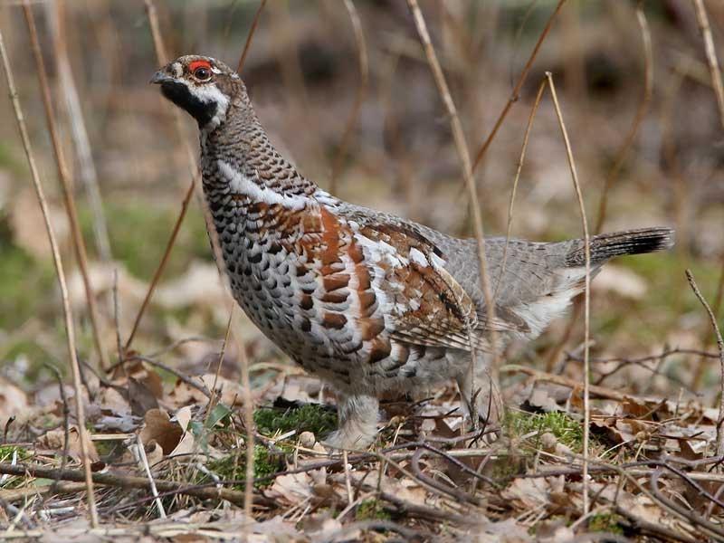 היכן חיה תרנגולת האוז?