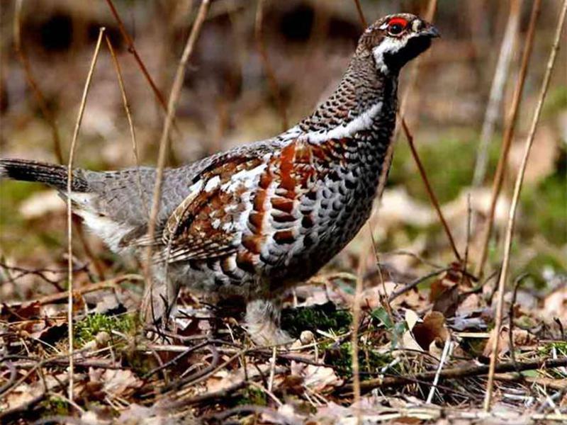 היכן חיה תרנגולת האוז?