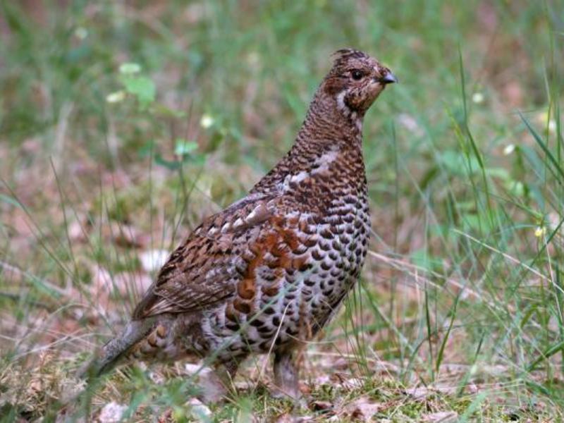 תזונת תרנגולות לוז