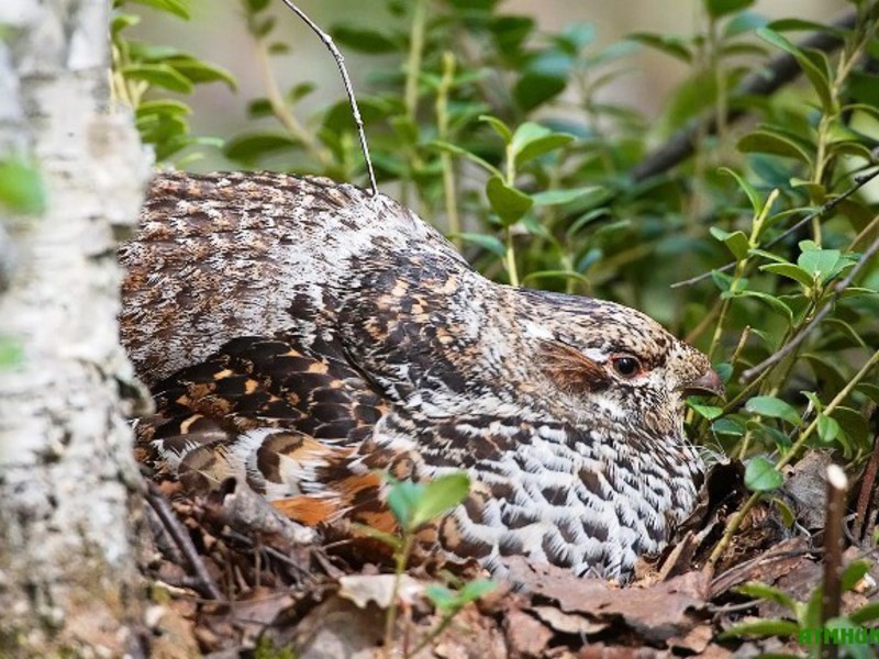היכן חיה תרנגולת האוז?