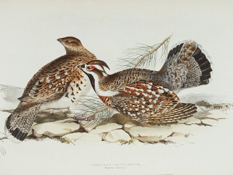 צבע ציפור תרנגולת לוז