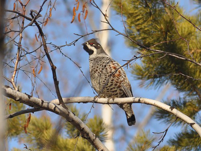מה אוכל תרנגול לוז?