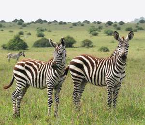 זברות - בתי גידול ומאפיינים