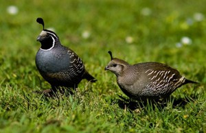 שמירה וגידול שליו