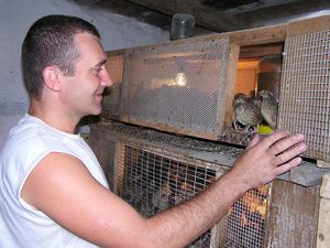 גידול שליו בבית הוא מאוד פופולרי.