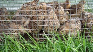 שליו מגודלים למטרות ביצים ובשר.