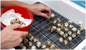 איך לבנות חממת שליו בעצמך