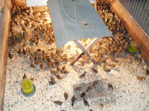 גידול שליו הוא רווחי מאוד, מכיוון שהביצים שלהם יקרות יותר מביצי תרנגולת.